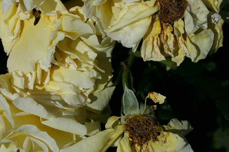 Verdrtietige rozen - Helma Vlemmings