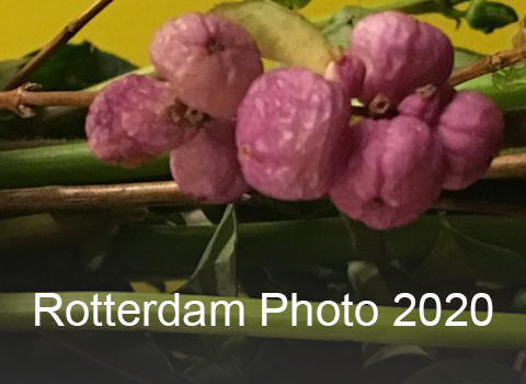 Rotterdam Photo 2020